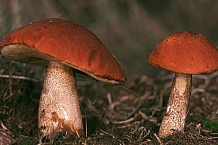    Leccinum rufum (Leccinum aumntiacum)